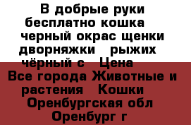 В добрые руки бесплатно,кошка,2.5черный окрас,щенки дворняжки,3 рыжих 1 чёрный,с › Цена ­ - - Все города Животные и растения » Кошки   . Оренбургская обл.,Оренбург г.